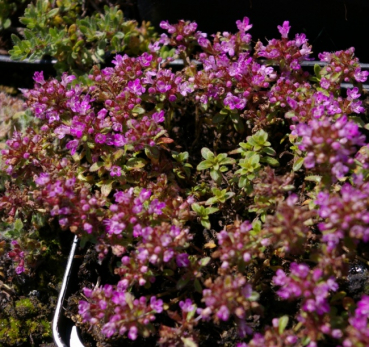 Thymus pseudolanuginosus - Grauer Polster-Thymian - Bienenweide
