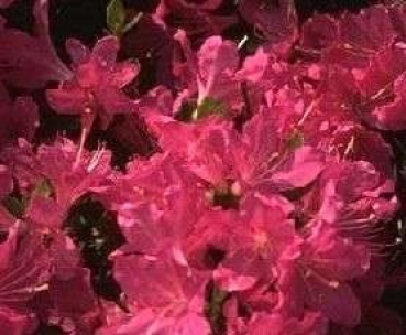 Azalea japonica "Rubinetta" 25-30
