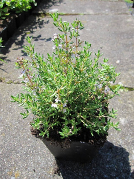 Thymus vulgaris Compactus - Gedrungener Garten-Thymian -