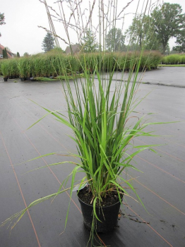 Molinia arundinacea Karl Förster - Riesenpfeifengras -