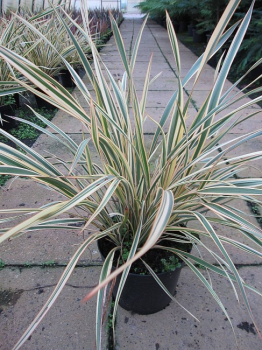 Phormium tenax Golden Ray - Neuseelandflachs -  40-60