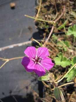 Geranium cinereum var. subcaulescens Purpureum - Grauer Storchschnabel -