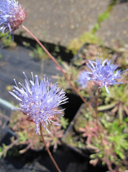 Jasione laevis Blaulicht - Blauköpfchen - Sandglöckchen -