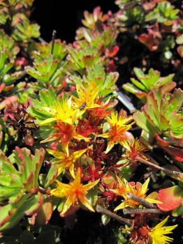 Sedum floriferum Weihenstephaner Gold - Gartenfettblatt -