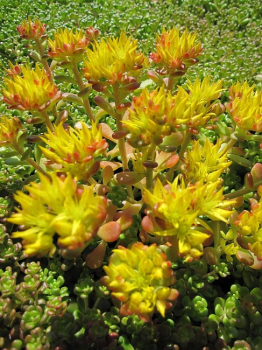 Sedum oreganum - Oregon-Fettblatt -