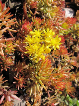 Sedum reflexum Angelina - Nickendes Garten-Fettblatt