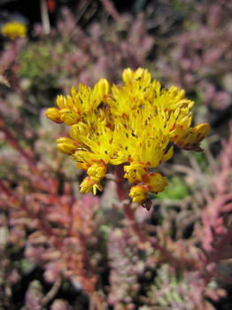 Sedum reflexum bot. Art - Felsen-Fetthenne-Tripmadam -