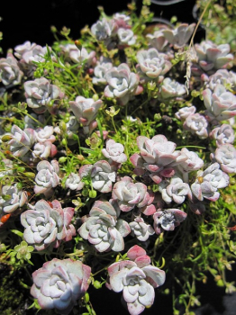 Sedum spathulifolium Cape Blanco - Spartelblättriges Gartenfettblatt -  10-15