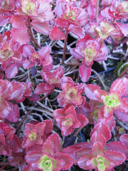 Sedum spurium Purpurteppich - Teppich-Sedum - Teppich Fettblatt