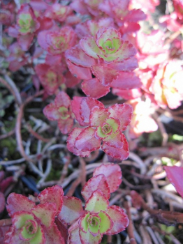 Sedum spurium Purpurteppich - Teppich-Sedum - Teppich Fettblatt