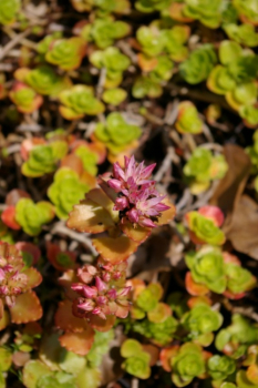 Sedum spurium Roseum Superbum - Gartenfettblatt