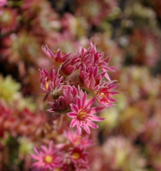 Sempervivum hybr. Red Beam - Hauswurz - Dachwurz