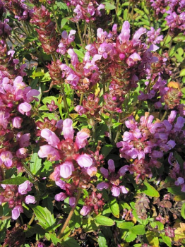Prunella grandiflora Rosea - Große Garten-Braunelle -