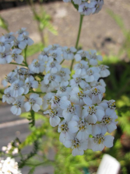 Achillea millefolium White Beauty - Weiße Scharfgarbe White Beauty