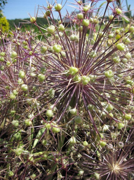 Allium albopilosum Christophii - Sternkugellauch