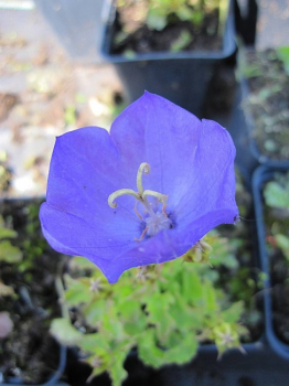 Campanula carpatica Blaue Clips - Garten-Glockenblume -