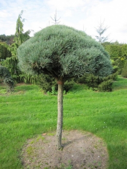 Pinus sylvestris  Glauca Formschnitt-Schirm - Blaue Bergkiefer - 200-250