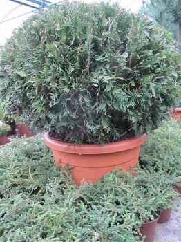 Thuja plicata Aurescens Kugel - Grüngelber Riesenlebensbaum - 50-60