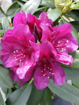 Rhododendron Hybride Polarnacht - Grossblumige Alpenrose - 30-40
