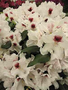 Rhododendron hybr. Picobello
