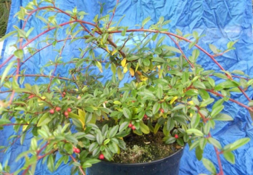 Cotoneaster salicifolius  Parkteppich - Teppichmispel Parkteppich - Kriechmispel - 20-30 cm