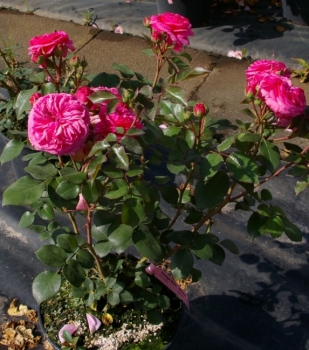 Rosa Baronesse (R) - Beetrose - Tantau Rose