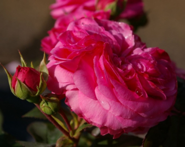 Rosa Baronesse (R) - Beetrose - Tantau Rose