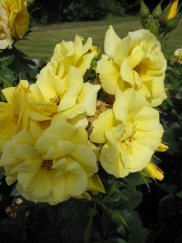 Rosa Bayerngold (R) - Beetrose - Tantau Rose