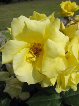 Rosa Bayerngold (R) - Beetrose - Tantau Rose