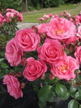 Beetrose Bella Rosa ® - Beetrose Bella Rosa - Kordes Rose