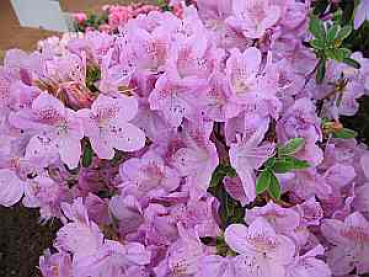 Japanische Azalee Ledikanense - Rhododendron obtusum Ledikanense - 20 - 25