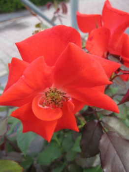 Englische Rose Ambridge Rose