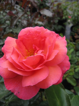 Englische Rose Braveheart