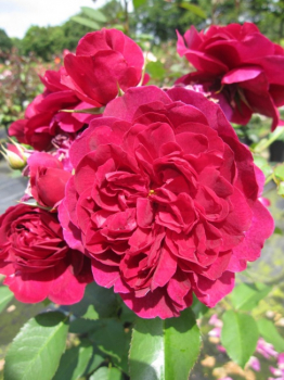 Englische Rose Darcey Bussell