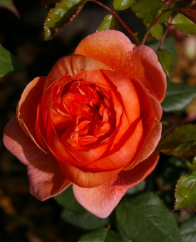 Englische Strauchrosen Rose Summer Song