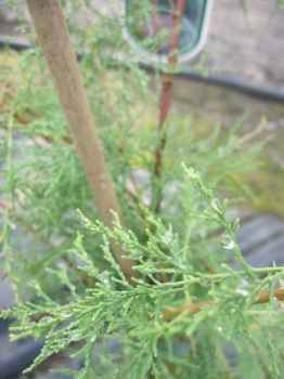 Tamarix ramosissima - Heide-Tamariske -  60-100