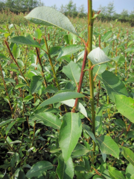 Salix caprea Silberglanz - Adventweide - Kätzchenweide