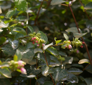 Symphoricarpos albus White Hedge - Weiße Schneebeere -  60-100