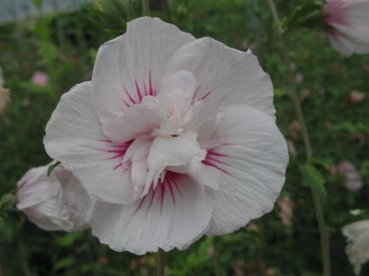 Hibiskus China Bird