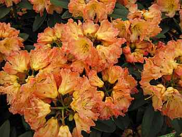 Großblumige Alpenrose Sun Fire - Rhododendron Hybride Sun Fire - 30-40