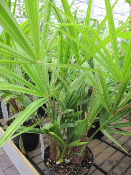Trachycarpus fortunei  - Chinesische Hanfpalme -Tessiner Palme -40-60