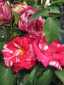 Historische Rose Camaieux - Historische Rose -