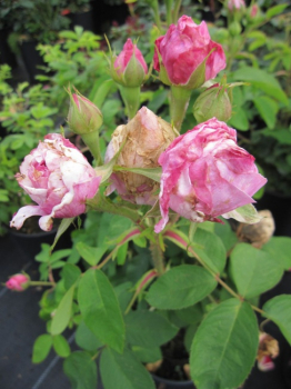 Historische Rose Madame Knorr - Historische Rose -