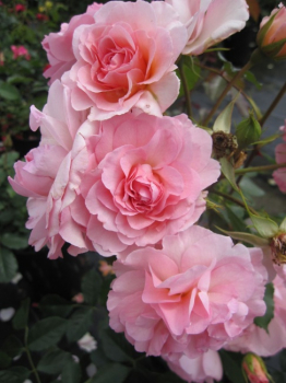 Strauchrose Rosario ® - Rosa Rosario - Tantau Rose