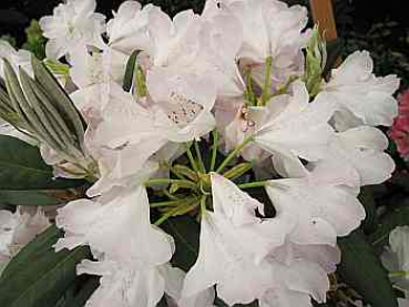 Rhododendron hybr. "Britzer Garten" 30-40