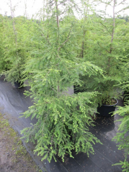 Tsuga canadensis  - Hemlocktanne - 80-100