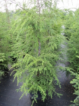 Tsuga canadensis  - Hemlocktanne - 80-100