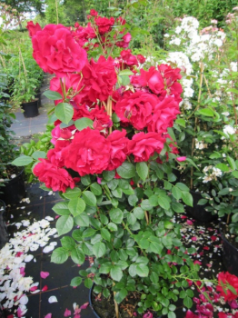 Rosa The Princes Trust ® syn. Baikal ® - Kletterrose - Harkness-Rose