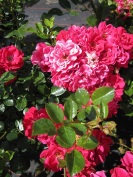 Bodendeckerrose Fairy Red® 92 - Rosa Fairy Red® 92 - scharlachrot -