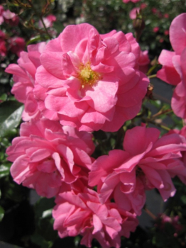 Bodendeckerrose Mirato® - Rosa Mirato® - pink - Beetrose - Duft+ - Tantau-Rose - ADR-Rose